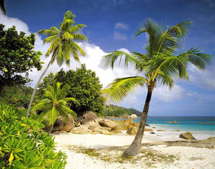 Fototapeten Palmenstrand : Fototapete PRASLIN 368×254 Palmenstrand Seychellen Strand Palmen Ozean Fototapeten Palmenstrand : Fototapete PRASLIN 368×254 Palmenstrand Seychellen Strand Palmen Ozean
