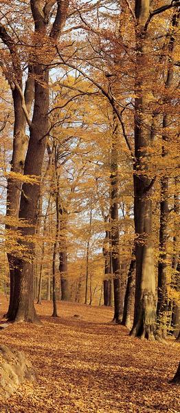Herbstwald - bei Klick zurck zur Motivbersicht
