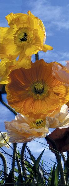 Kornblume, Sommerfeeling - bei Klick zurck zur Motivbersicht