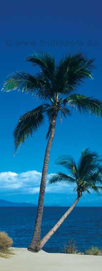 Palmen, Urlaubsfeeling - bei Klick zurck zur Motivbersicht