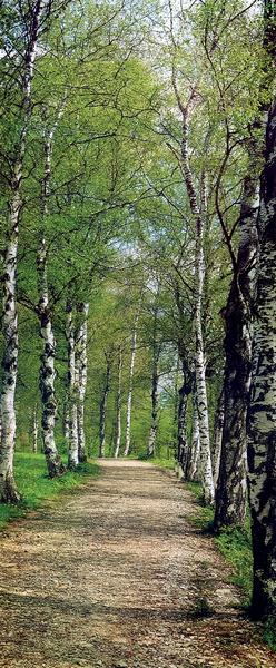 Waldweg, mit Birken - bei Klick zurck zur Motivbersicht