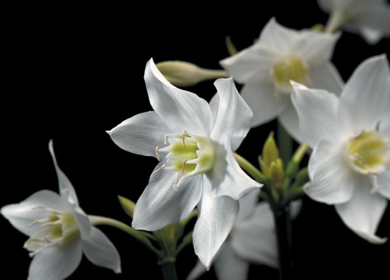 Blumentraum, Blueten in weiss - bei Klick zurck zur Motivbersicht