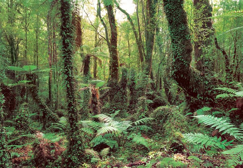 Tropenwald - bei Klick zurck zur Motivbersicht