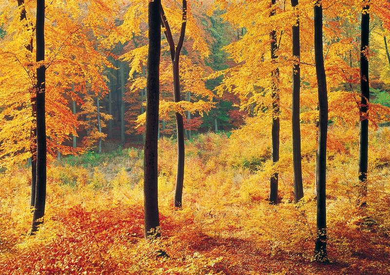 Waldlichtung, herbstlich - bei Klick zurck zur Motivbersicht