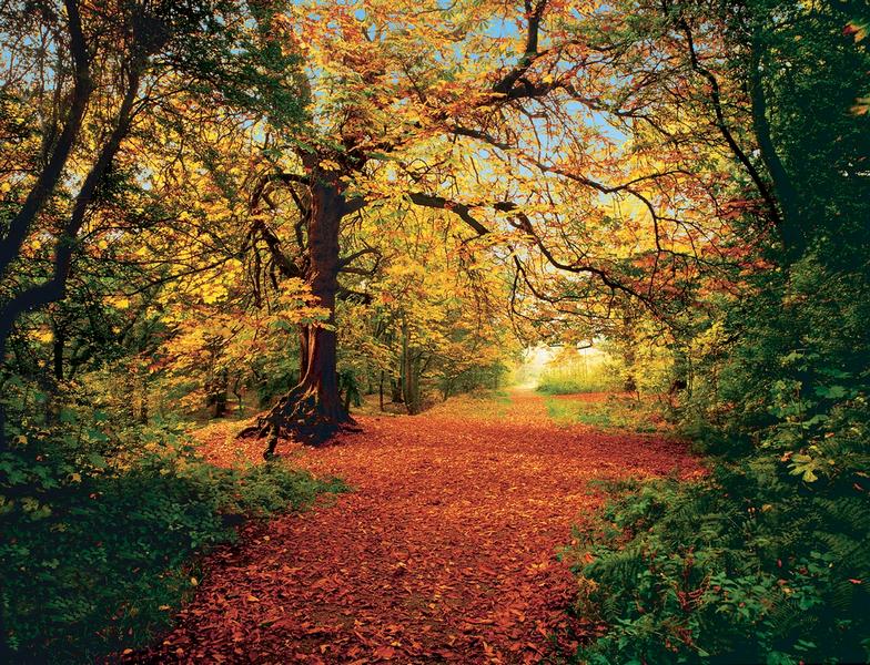Herbstwald, bunte Bltter - bei Klick zurck zur Motivbersicht