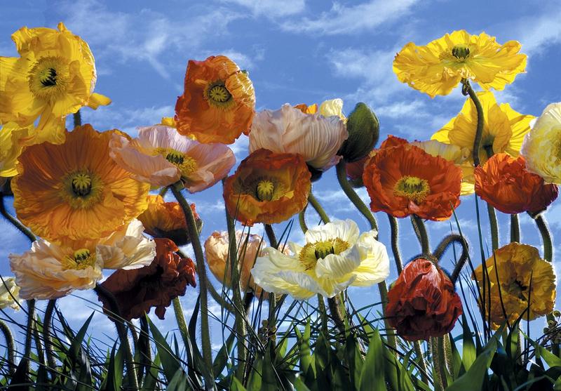 Mohnblumen, Sommer pur - bei Klick zurck zur Motivbersicht