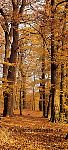 Herbstwald - bei Klick Artikelbeschreibung