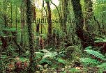 Tropenwald - bei Klick Artikelbeschreibung